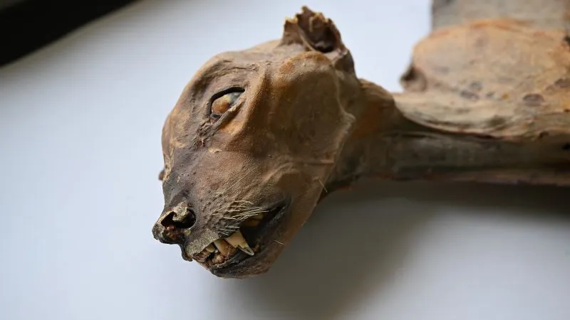 Ontdekking van natuurlijke cheetah-mummies geeft nieuw zicht op historische verspreiding