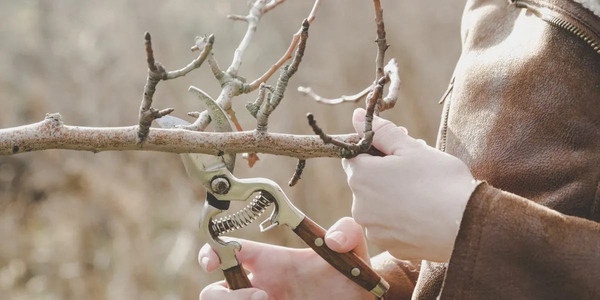 Zo pak je snoei in januari aan