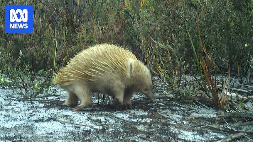 Grote ontdekking van dieren op Truwana/Cape Barren Island